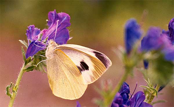 pieris cheiranthi