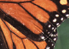 Monarchvlinders / Danainae