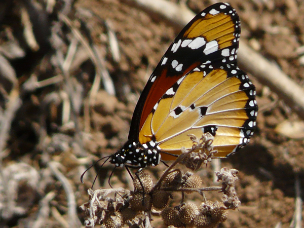 Kleine monarchvlinder 1 (Danaus chrysippus)