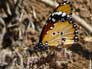 Kleine monarchvlinder 1