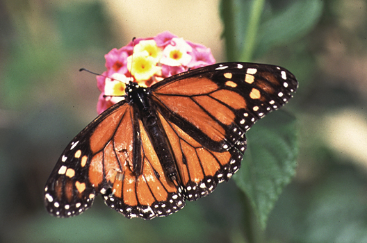 Monarchvlinder 1