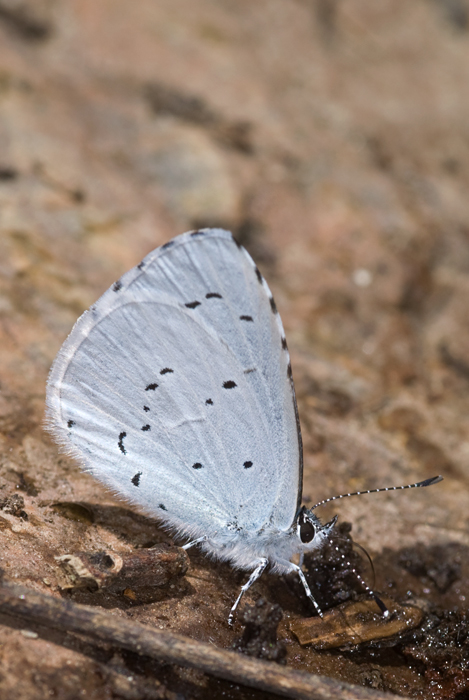 Boomblauwtje 6 (Celastrina argiolus)