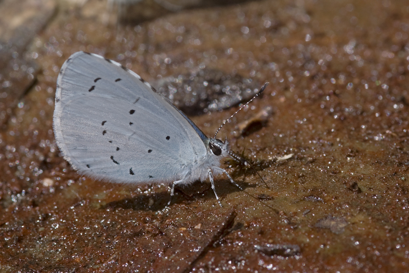 Boomblauwtje 1 (Celastrina argiolus)