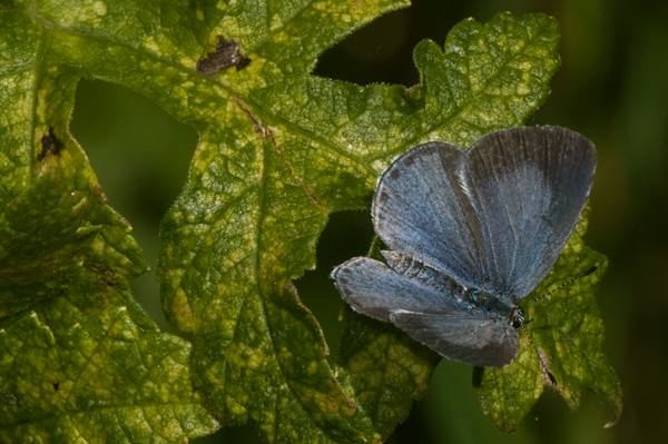 Boomblauwtje 5 (vrouwtje) (Celastrina argiolus)