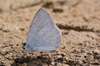 Boomblauwtje 2 (Celastrina argiolus)