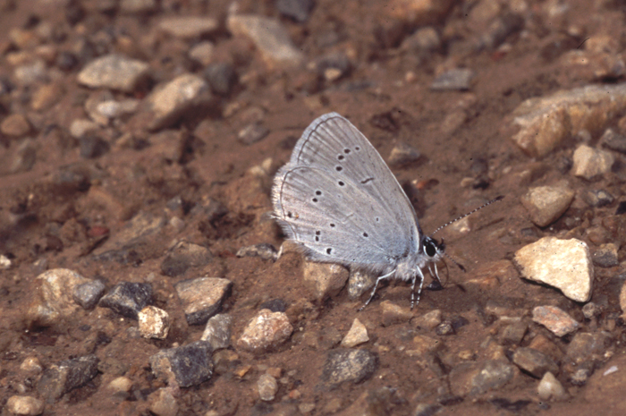 Oostelijk staartblauwtje 1 (Cupido decoloratus)