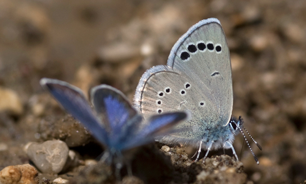 Turks bloemenblauwtje 1 - Glaucopsyche astraea