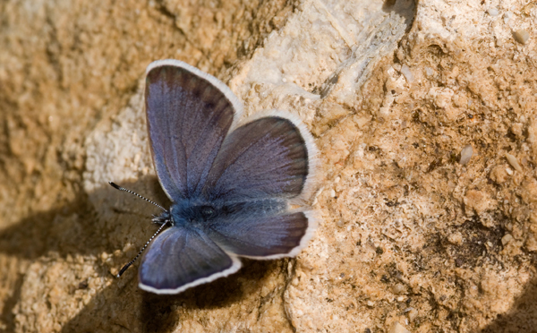 Turks bloemenblauwtje 2 - Glaucopsyche astraea