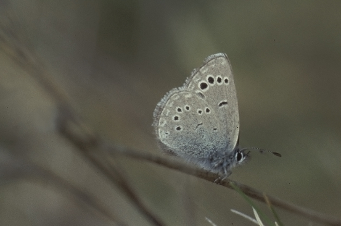 Spaans bloemenblauwtje 1 (Glaucopsyche melanops)