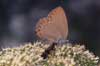 Essenpage 1 (Laeosopis roboris)