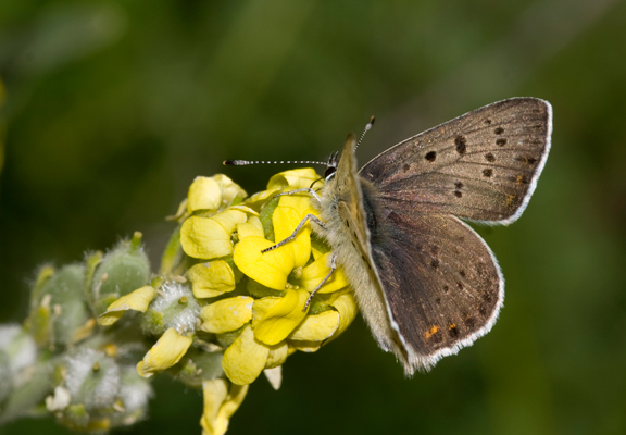 Bruine vuurvlinder 1 - Lycaena tityrus
