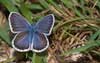 Heideblauwtje 2 - Plebejus argus