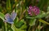 Heideblauwtje 5 - Plebejus argus