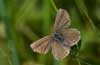Heideblauwtje 8 - Plebejus argus