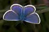 Heideblauwtje 1 - Plebejus argus