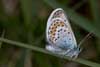 Heideblauwtje 3 - Plebejus argus