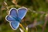 Heideblauwtje 10 - Plebejus argus