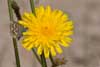 Heideblauwtje 6 - Plebejus argus