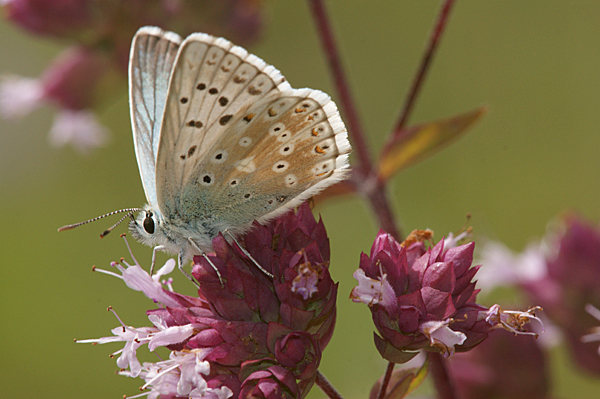 Proven&ccedil;aals bleek blauwtje 1 - Polyommatus hispanus