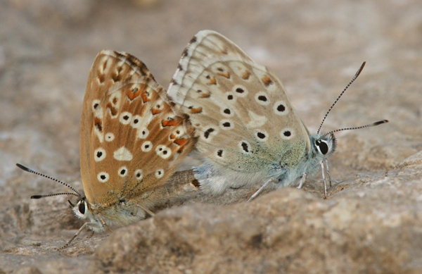 Proven&ccedil;aals bleek blauwtje 2 - Polyommatus hispanus