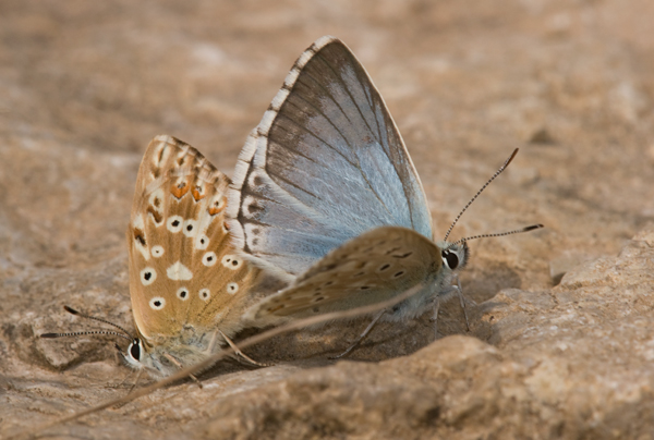 Proven&ccedil;aals bleek blauwtje 2 - Polyommatus hispanus