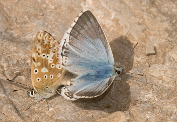 Proven&ccedil;aals bleek blauwtje 5 - Polyommatus hispanus