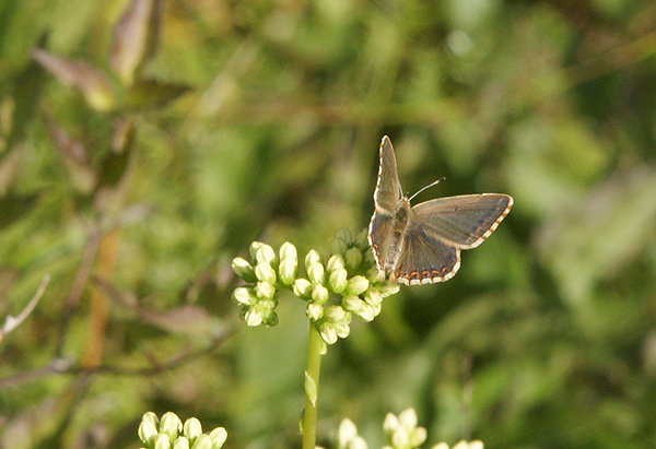 Proven&ccedil;aals bleek blauwtje 6 - Polyommatus hispanus
