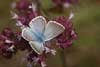 Proven&ccedil;aals bleek blauwtje 2 - Polyommatus hispanus