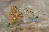 Proven&ccedil;aals bleek blauwtje 3 - Polyommatus hispanus