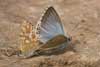 Proven&ccedil;aals bleek blauwtje 4 - Polyommatus hispanus