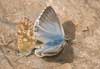Proven&ccedil;aals bleek blauwtje 5 - Polyommatus hispanus