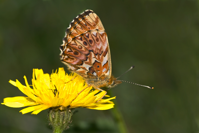 Titania's parelmoervlinder - Boloria titania