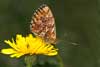 Titania's parelmoervlinder 1 - Boloria titania