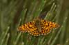 Titania's parelmoervlinder 2 - Boloria titania