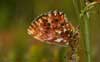 Titania's parelmoervlinder 3 - Boloria titania