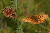 Titania's parelmoervlinder 6 - Boloria titania