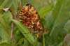 Titania's parelmoervlinder 4 - Boloria titania