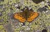Titania's parelmoervlinder 7 - Boloria titania