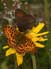 Titania's parelmoervlinder 8 - Boloria titania