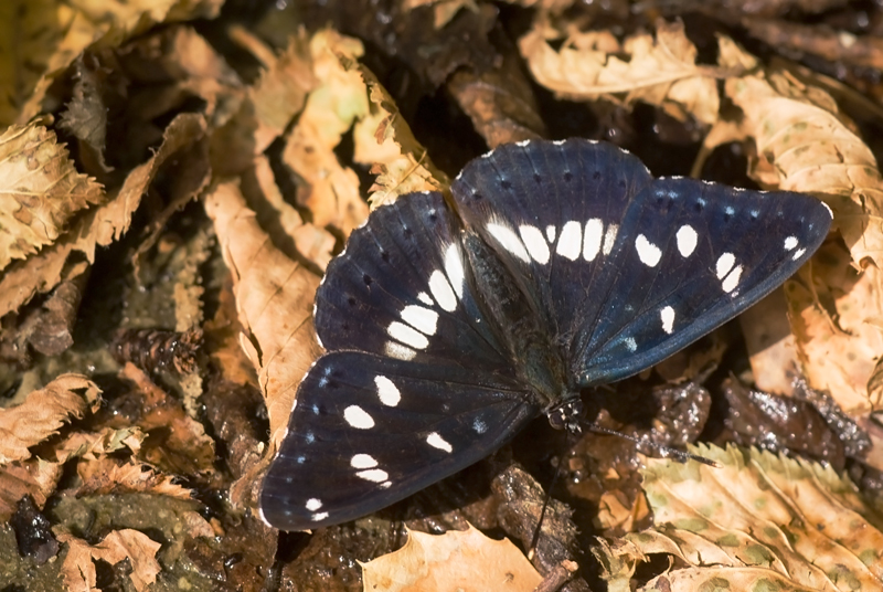 Blauwe ijsvogelvlinder 1 (Limenitis reducta)