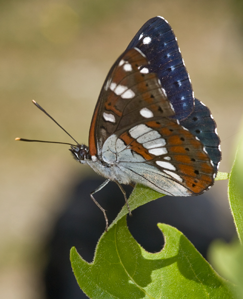 Blauwe ijsvogelvlinder 2 (Limenitis reducta)