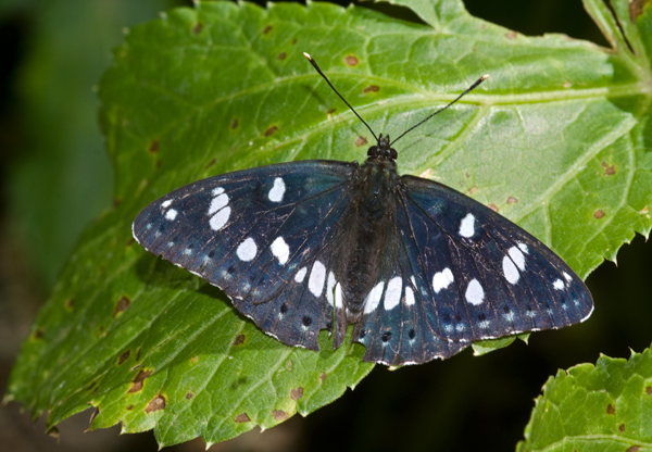 Blauwe ijsvogelvlinder 3 (Limenitis reducta)