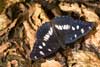 Blauwe ijsvogelvlinder 1 (Limenitis reducta)