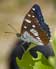 Blauwe ijsvogelvlinder 2 (Limenitis reducta)