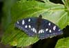 Blauwe ijsvogelvlinder 3 (Limenitis reducta)