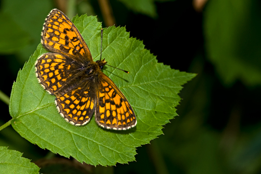 Bosparelmervlinder 1