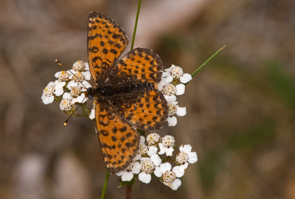 Tweekleurige parelmoervlinder 1 -  Melitaea didyma