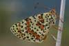 Tweekleurige parelmoervlinder 9 -  Melitaea didyma