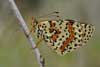Tweekleurige parelmoervlinder 8 -  Melitaea didyma
