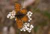 Tweekleurige parelmoervlinder 1 -  Melitaea didyma